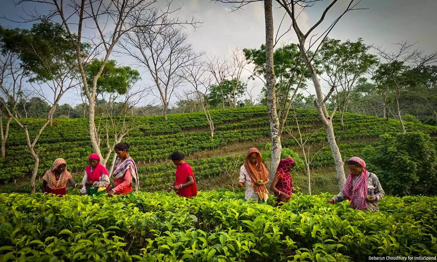 Inside The Brewing Healthcare Crisis of Assam’s Tea Garden Labourers